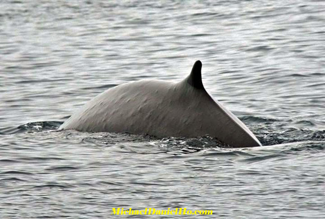 Fin whale photos