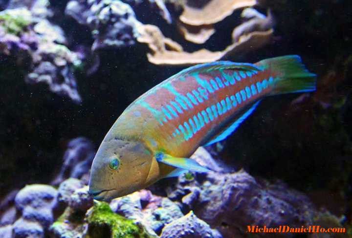 tropical fish photography