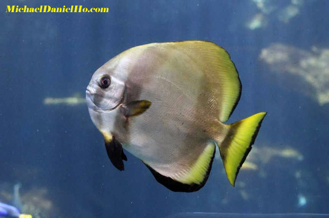 tropical fish photo