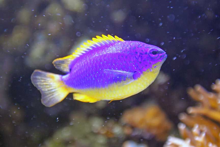 colourful tropical fish