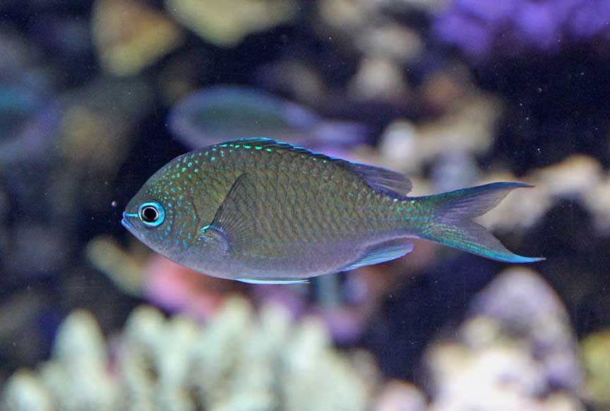 photo of tropical fish