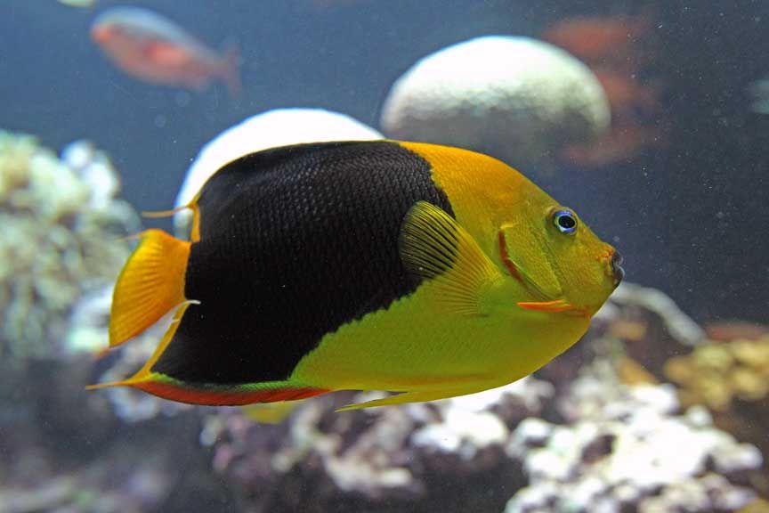 photo of tropical fish