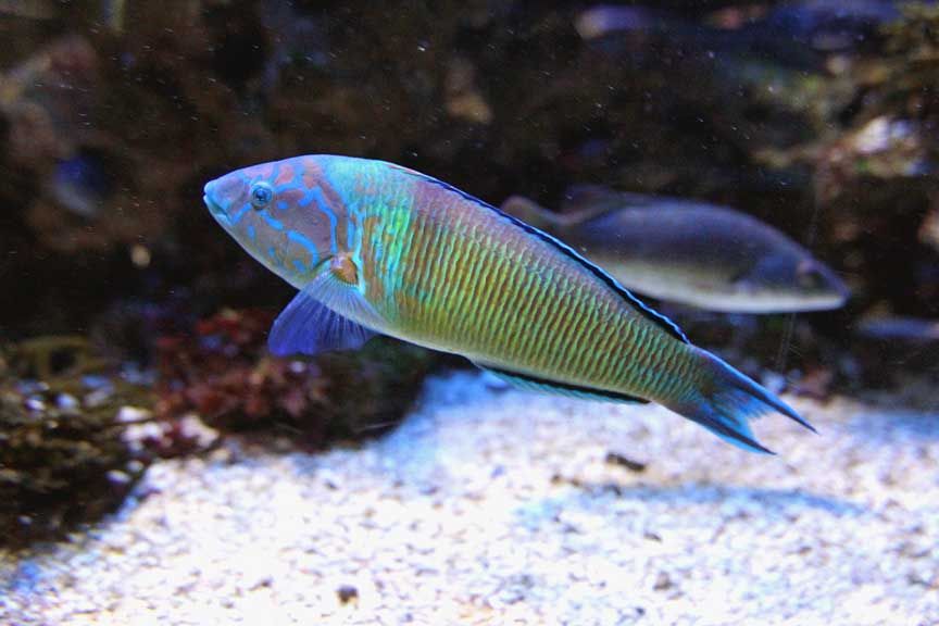 picture of tropical fish
