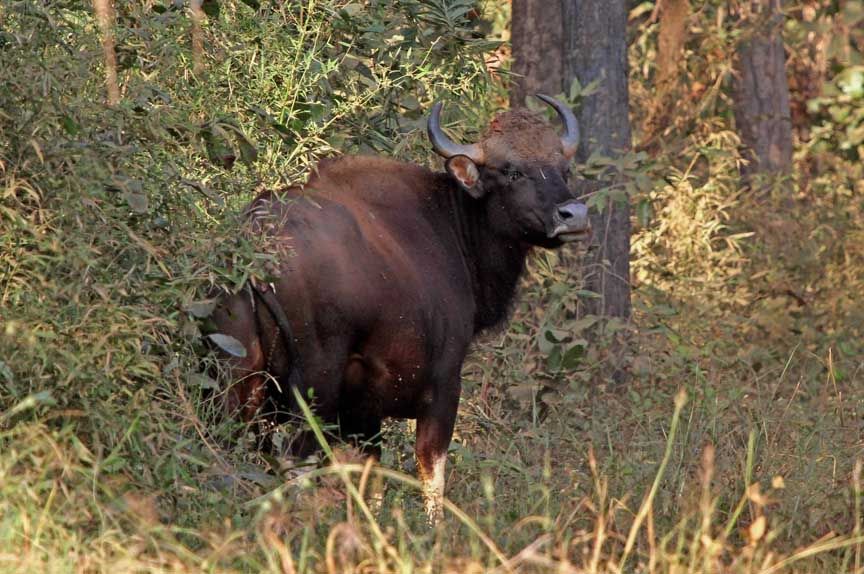 photo of gaur
