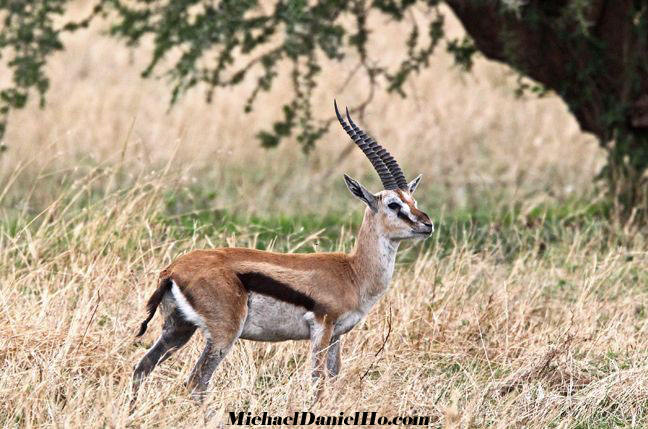 photo of Oryx in Kenya