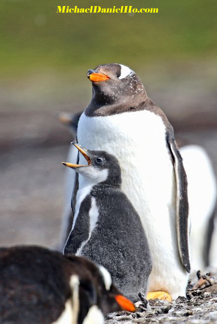 Gentoo Penguin and chick in the Falklands