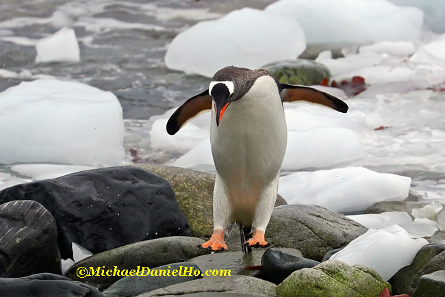gentoo Penguin hopping on rocks