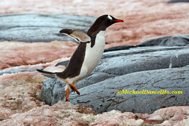 gentoo penguin running on rock in antarctica