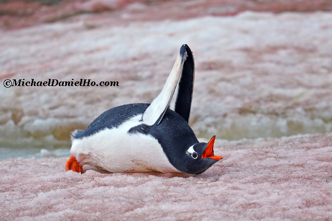 gentoo Penguin stretching on the ice