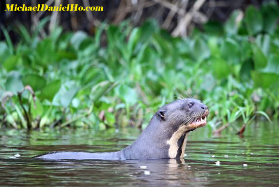 giant river otter in brazil