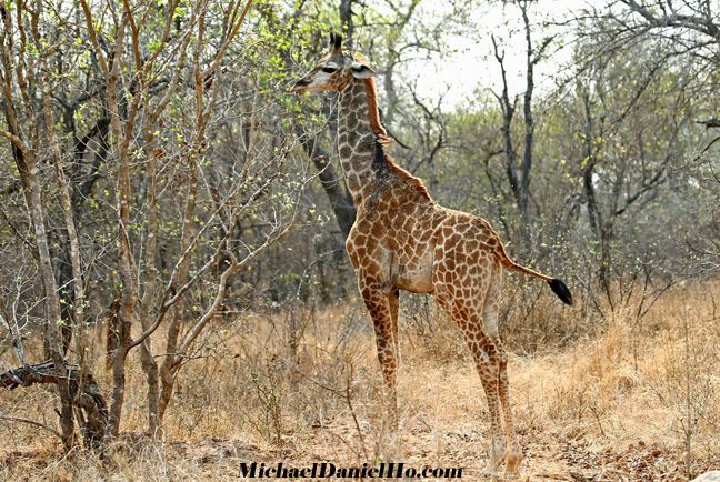 photo of Giraffe calf in Africa