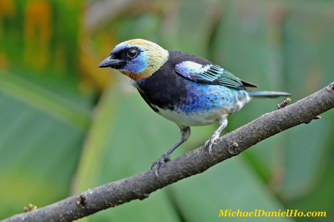 photo of Golden Hooded Tanager in Costa Rica