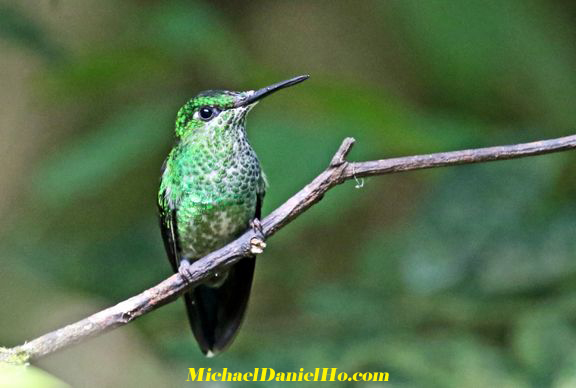 green-crowned brilliant hummingbird in Costa Rica photo