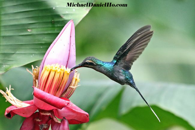 green hermit hummingbird in Costa Rica