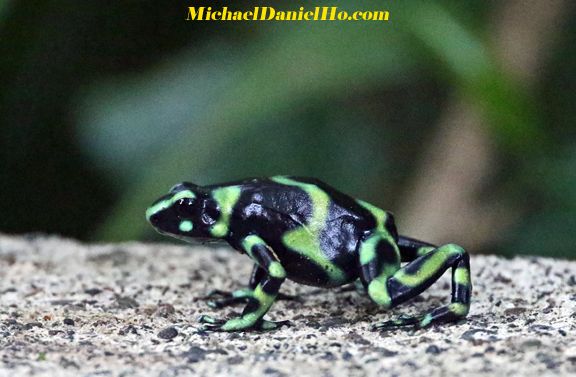 green poison dart frog in costa rica
