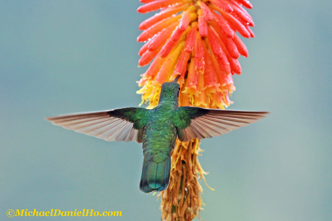 green violet-ear hummingbird in Costa Rica