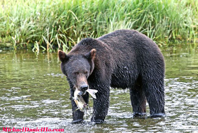 photo of brown / grizzly bear