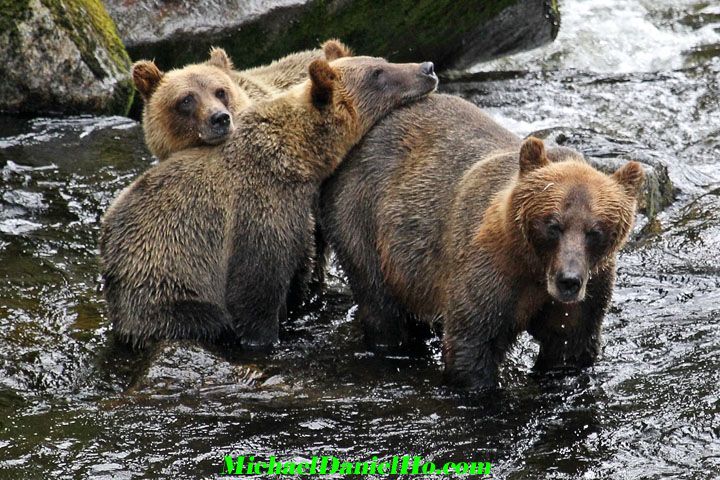 grizzly bear photo