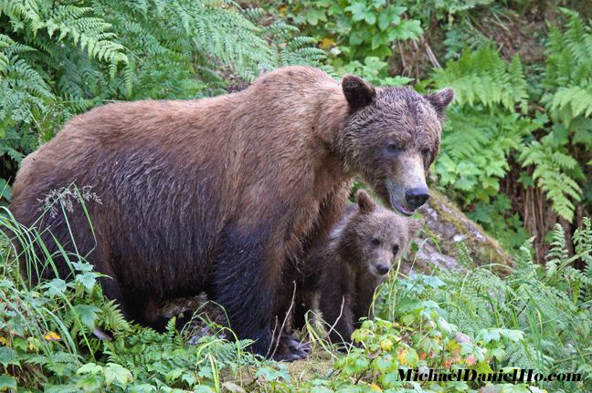 brown bear sow with cubs
