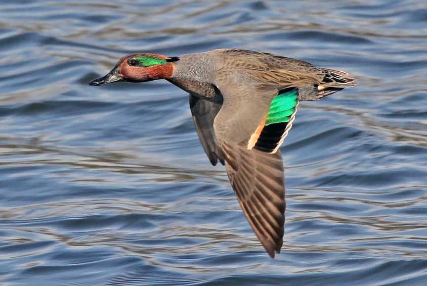 photo of green winged teal