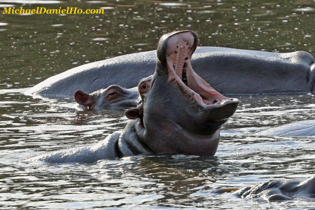 Hippo calf yawning in river, Botswana
