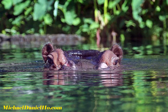 photo of hippos