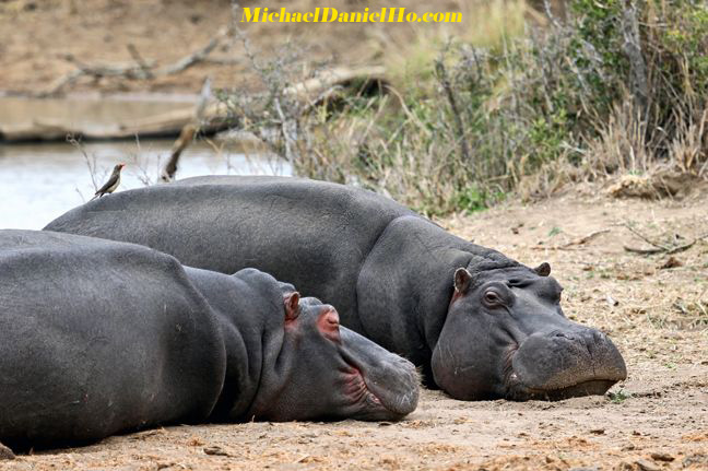photo of sleeping hippos in South Africa