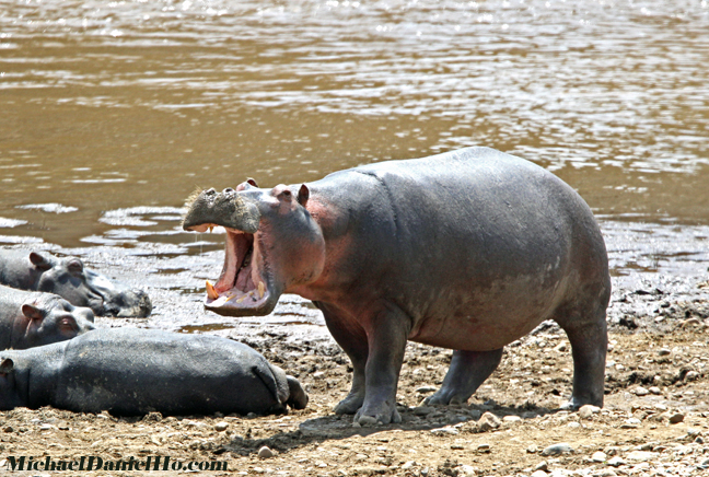 hippo photos