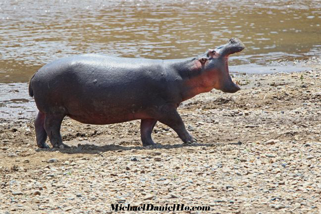 photos of hippos