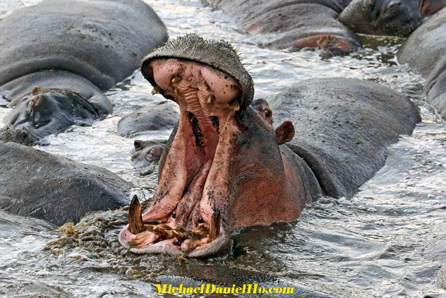 photo of yawning hippo in Tanzania