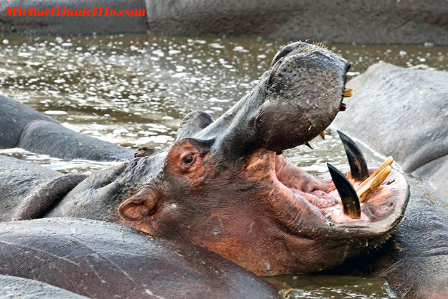 photos of yawning hippo in tanzania