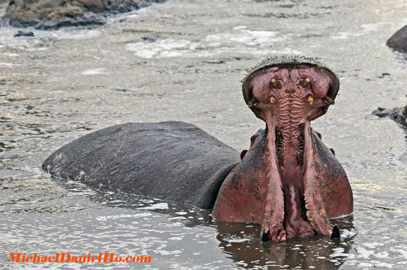 photos of hippos