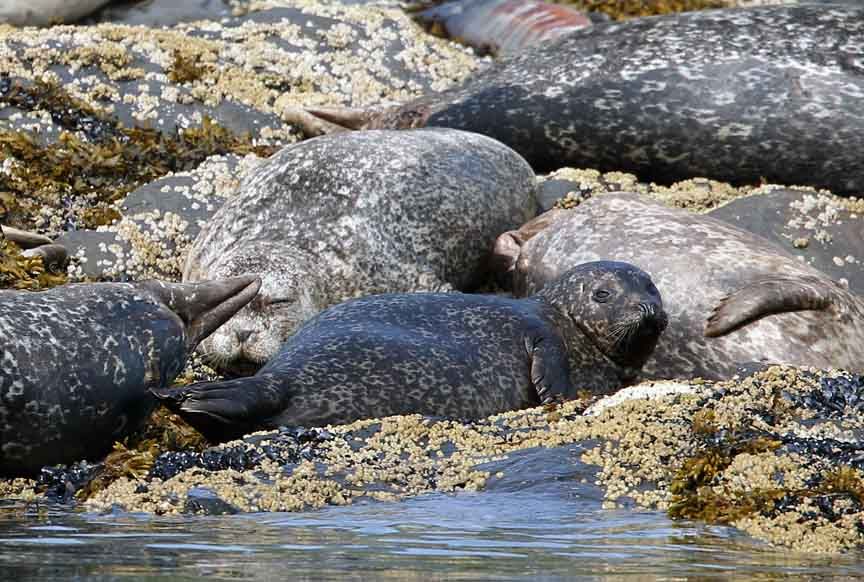 photo of harbor seal 