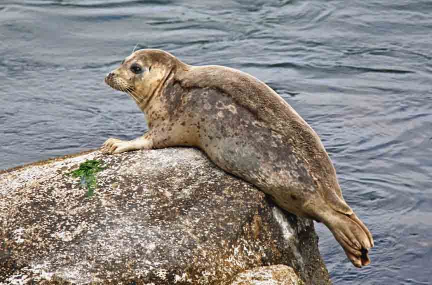 photo of harbor seal