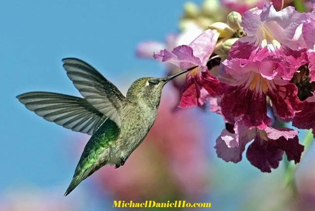 snowcap hummingbird
