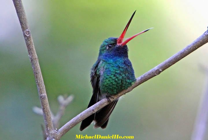 broad-billed hummingbird