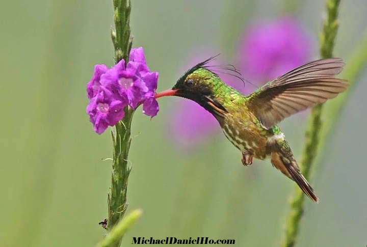 black-crested coquette hummingbird photos