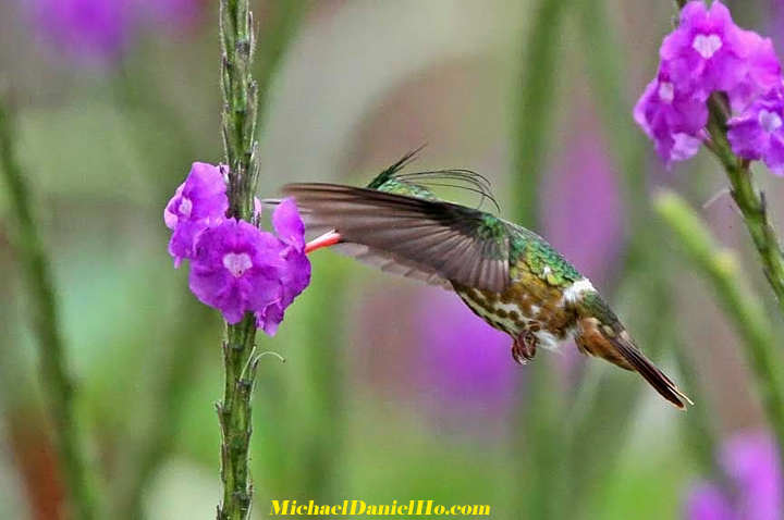 Black-crested Coquette Hummingbird