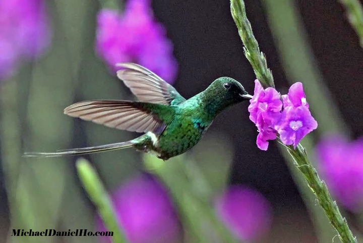 green thorntail hummingbird