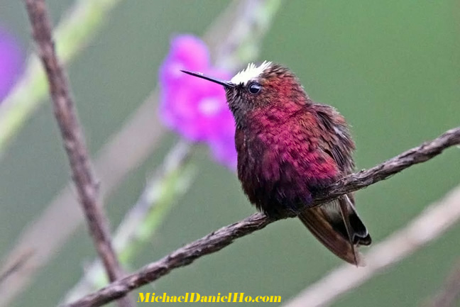 snowcap hummingbird photos