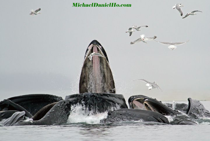 humpback whales bubble net feeding in Alaska