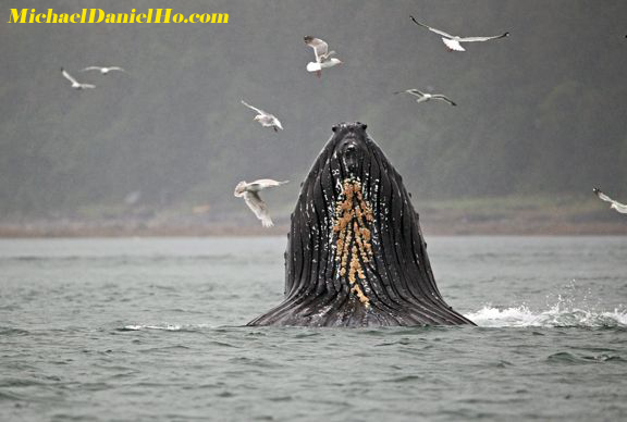 humpback whale bubble net feeding in Alaska