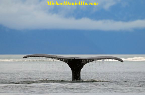 humpback whale diving in Alaska