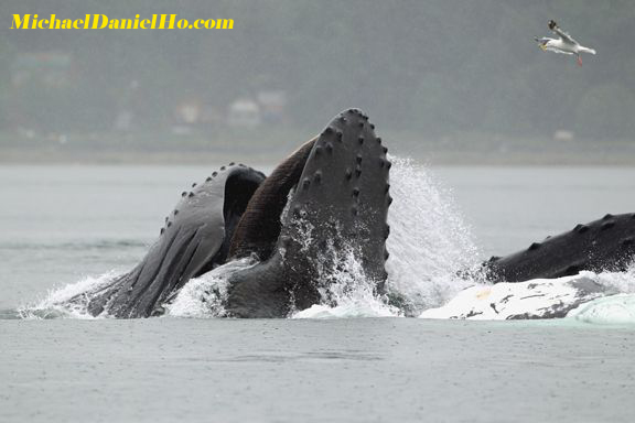 humpback whales bubble net feeding in Alaska