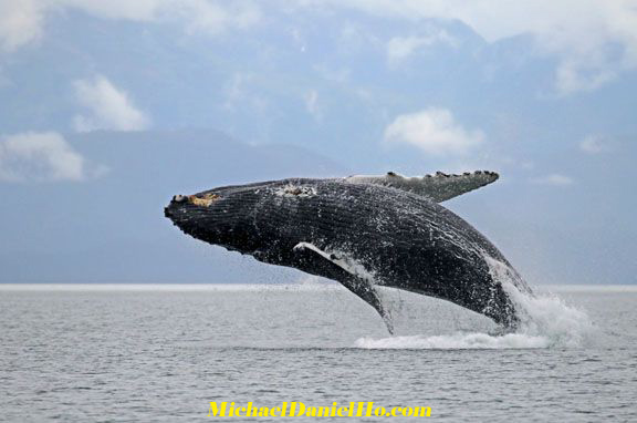 humpback whale showing fluke in Alaska