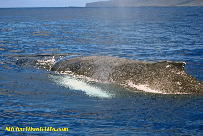 humpback whale photo