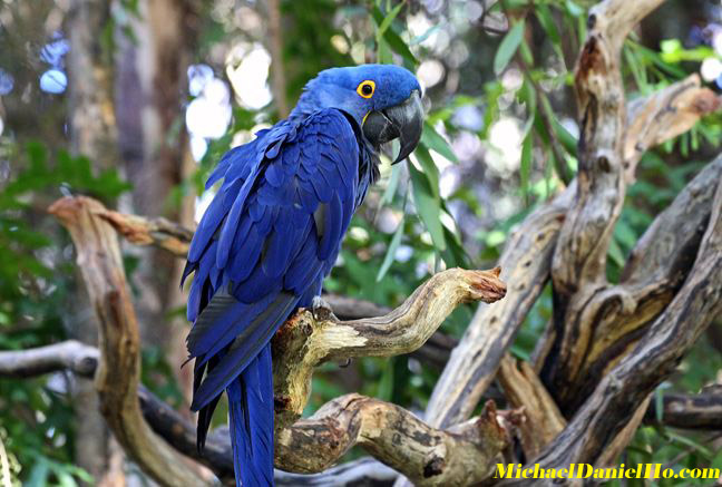photo of macaw