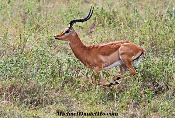 photo of impala in Kenya