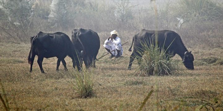 photo of Indian Cows