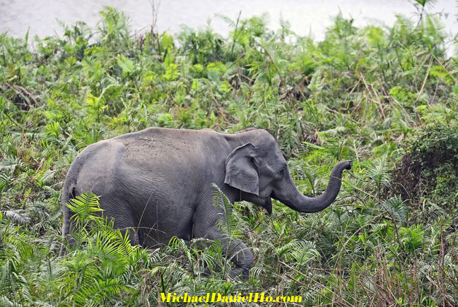 indian elephant photo